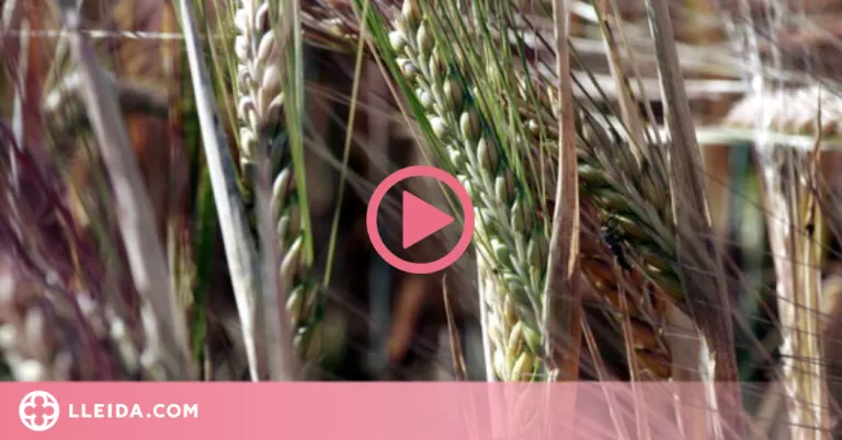 ⏯️ Unió de Pagesos no preveu "una gran campanya" del cereal per la falta de pluges