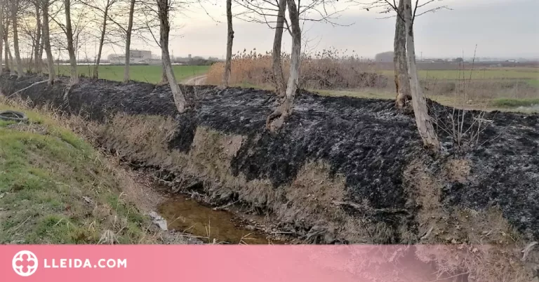El canal d'Urgell condemna la crema d'arbres de la banqueta al Palau d'Anglesola i Bellvís