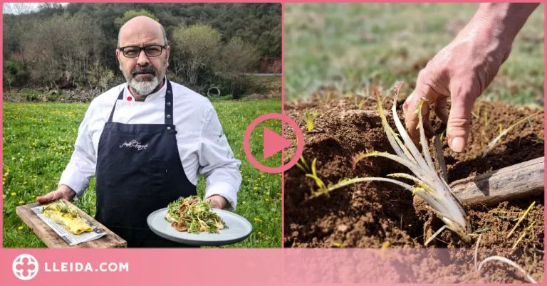 ⏯️ Les xicoies, una de les plantes comestibles més apreciades pels pirinencs