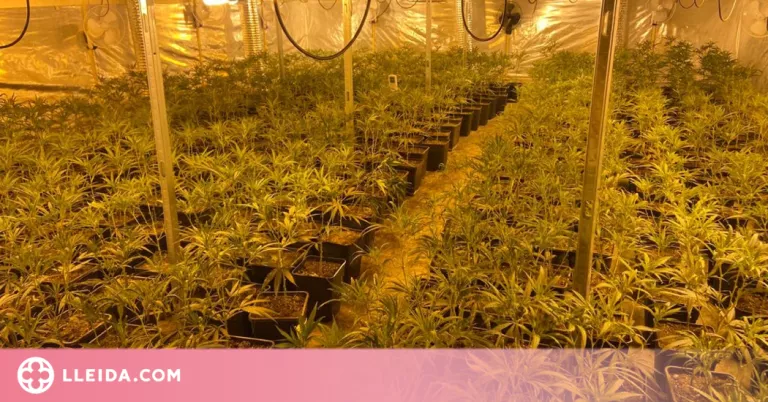 ⏯️ Detinguts dos homes i comissades més de 2.300 plantes de marihuana a Lleida