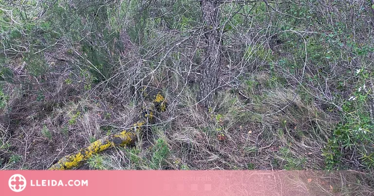 Enxampen i denuncien un furtiu reincident en una àrea privada de caça de les Garrigues
