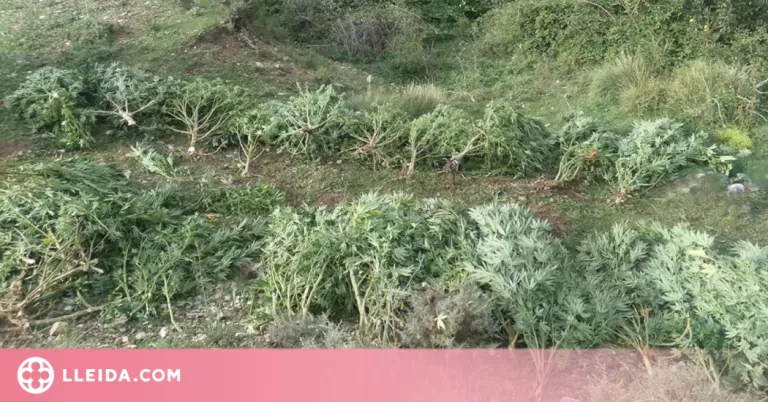 Els Mossos detenen un home i desmantellen una plantació de marihuana al Pallars Jussà