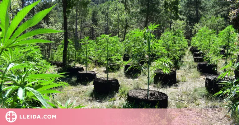 Detingudes tres persones per un cultiu amb gairebé 2.000 plantes a l'Alt Urgell