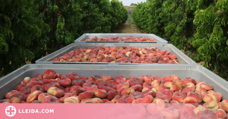 ⏯️ Arrenca la collita al Baix Segre, una de les menys productives de les últimes dècades