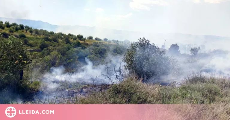 ⏯️ Un incendi crema 25 hectàrees de bosc de ribera a Seròs
