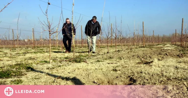 ⏯️ Agricultors alerten que en dos anys hi haurà "més senglars que pagesos" i demanen mesures