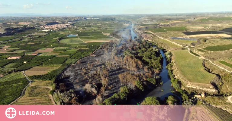 L'incendi forestal de Seròs crema unes 46,5 hectàrees de bosc de ribera