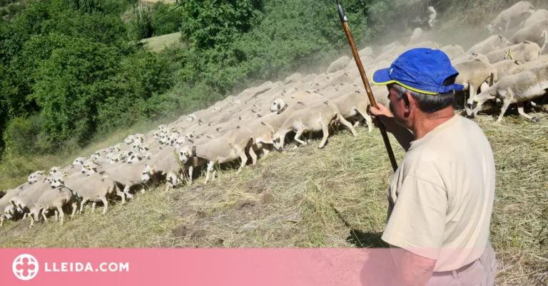 ⏯️ Dos atacs consecutius d'os posen fi a l'explotació d'ovelles del Pallars Sobirà