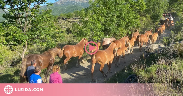 ⏯️ Prop de cent persones acompanyen el bestiar de Llívia en el camí de la transhumància