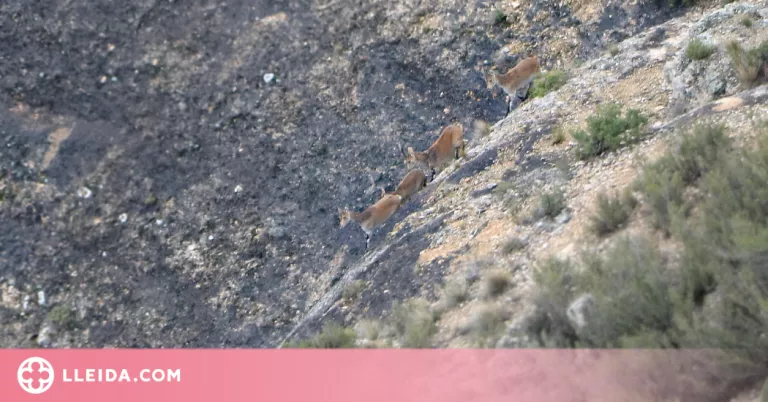 ⏯️ La població de cabra salvatge es consolida a un parc natural de Catalunya després de 20 anys