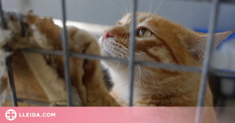 La Paeria promou l'adopció d'animals de companyia per l'alta ocupació al Refugi de Peluts