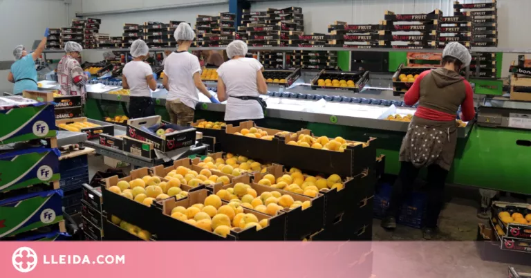 Les empreses fruiteres denuncien un "sobrecost" del fins al 35% en la factura de la llum del juliol