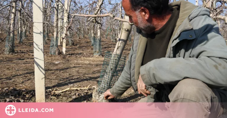 ⏯️ Acció Climàtica activa mesures d'aplicació immediata per frenar la població de conills a Lleida