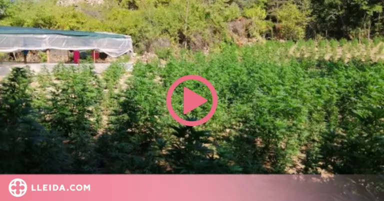 ⏯️ Desmantellen dues plantacions de marihuana amb més de 18.000 plantes a un bosc al Solsonès