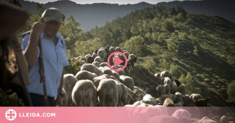 ⏯️ Sort estrena divendres un documental on s'aborda l'oposició a la reintroducció de l'os