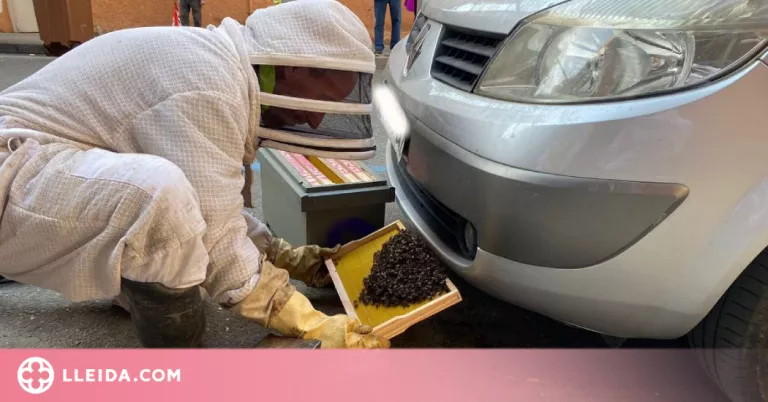 Rescat d'un rusc d'abelles als baixos d'un vehicle