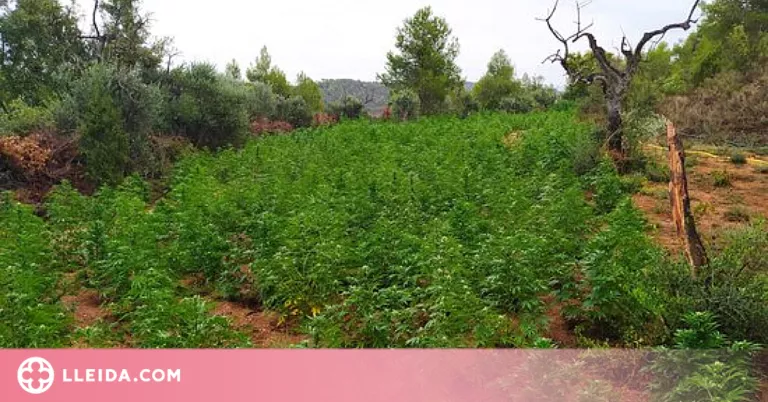 Els Mossos desmantellen una plantació de marihuana a l'Albagés