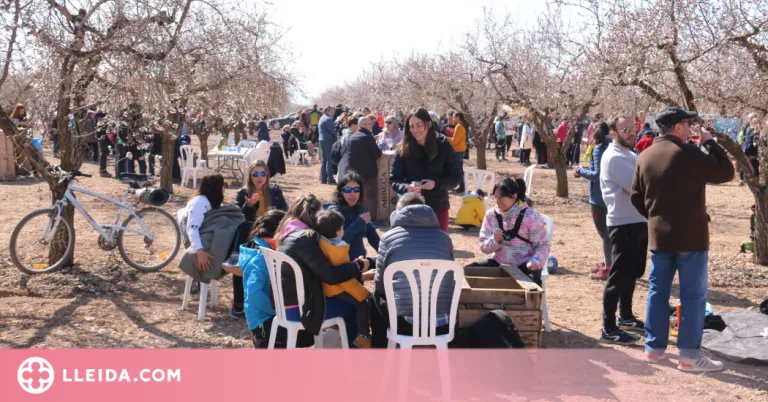 ⏯️ Centenars de persones s'apleguen als camps d'ametllers d'Arbeca, que presenten una floració a mitges