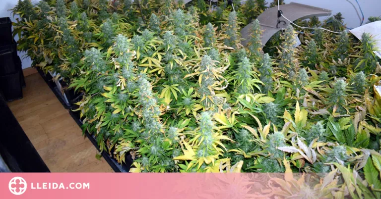 Desmantellen un grup criminal dedicat al cultiu i tràfic de marihuana al pla de Lleida