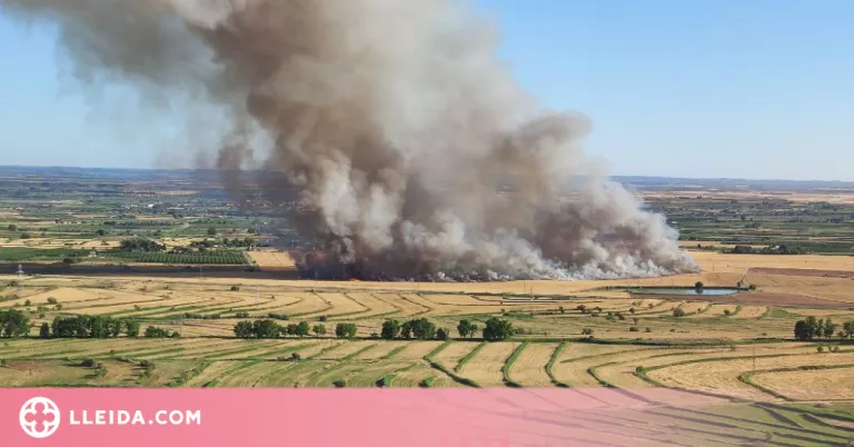 Crema una zona de sembrat  a Lleida