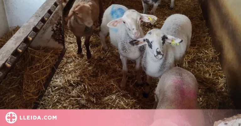 Garrofa per millorar la conservació de la carn de porc i corder