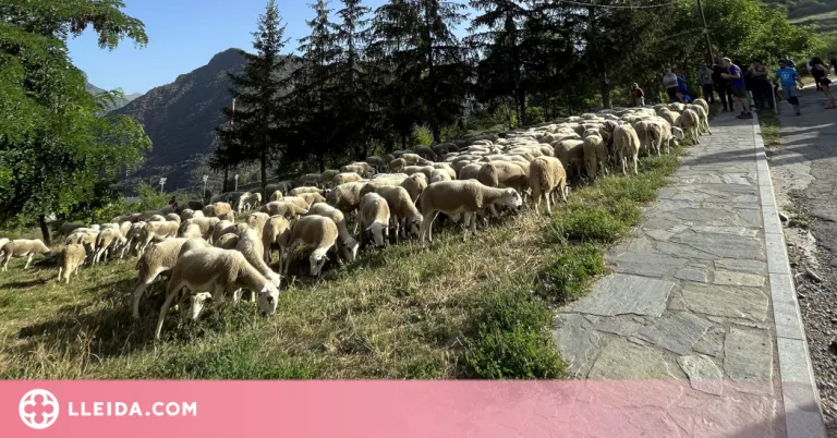 Les 450 ovelles del pastor del Pallars Sobirà ja estan de camí a les Garrigues