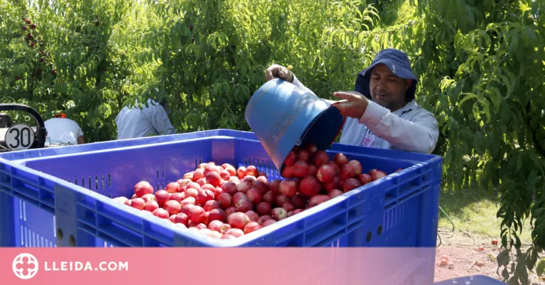 ⏯️ Menys temporers per treballar en la campanya de la fruita d'enguany arran de les gelades de l'abril