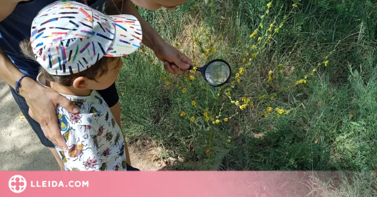 Ecodescoberta sobre els insectes del Parc de la Mitjana