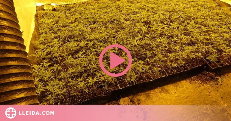 ⏯️ Cinc detinguts per cultivar més de 1.500 plantes de marihuana en dues cases