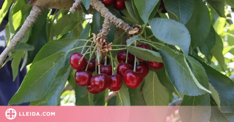 ⏯️ El Baix Segre preveu collir un 30% més de cireres i albercocs tot i les restriccions d'aigua per la sequera