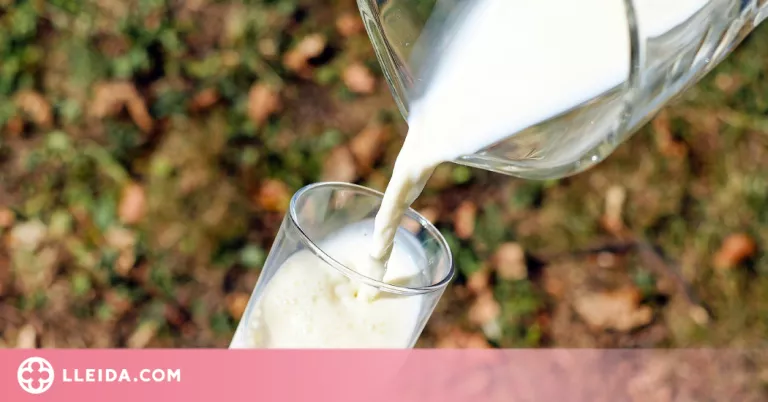 Associen el consum de llet sencera a un major deteriorament cognitiu en persones grans