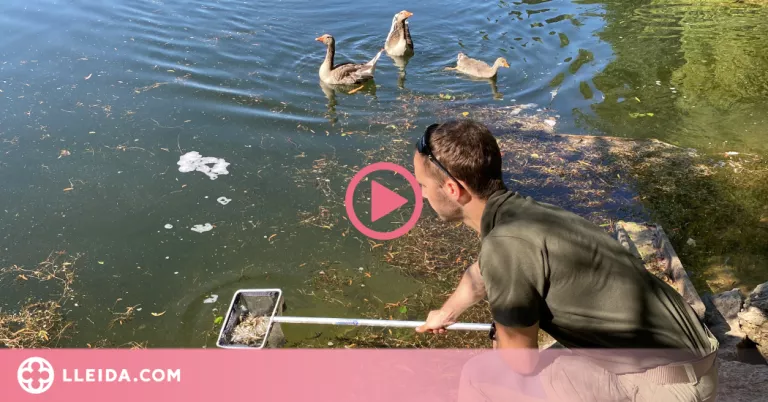 ⏯️ Els Agents Rurals introdueixen 50.000 truites en un estany per millorar la biodiversitat