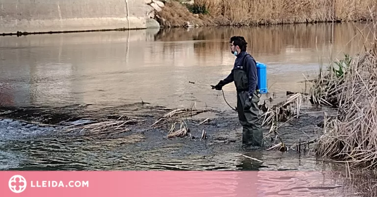 Tractament contra la mosca negra al tram urbà del riu Segre