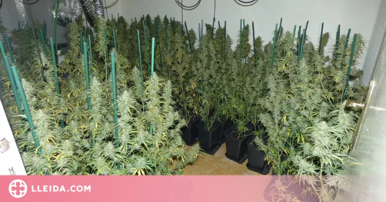 Detinguda per tenir més de 250 plantes de marihuana en un pis d'Agramunt