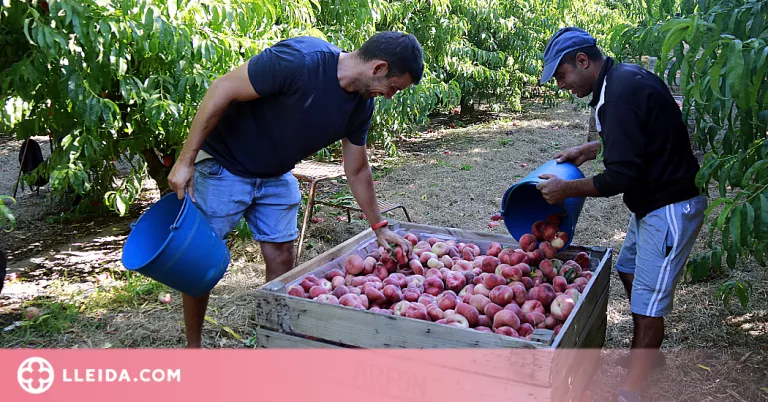 Aitona oferirà llocs de treball durant la campanya agrícola als refugiats ucraïnesos