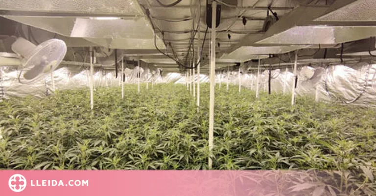 Quatre detinguts per amagar una plantació de marihuana interior
