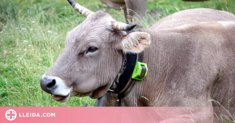 ⏯️ Prova pilot d'un collar GPS per detectar el bestiar malalt, gestant o afectat al Pallars Sobirà