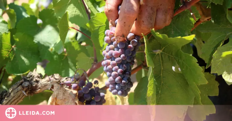 UP preveu que el volum de la verema a Catalunya caurà almenys un 25% per la sequera