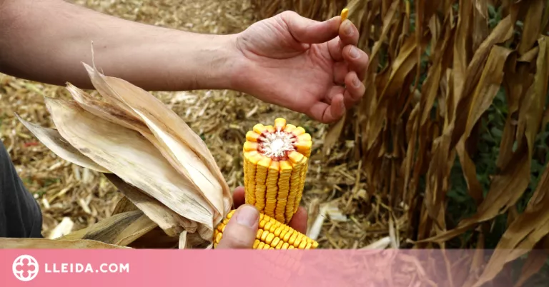 ⏯️ Es redueix fins a un 20% la producció de panís per hectàrea a Ponent per les onades de calor