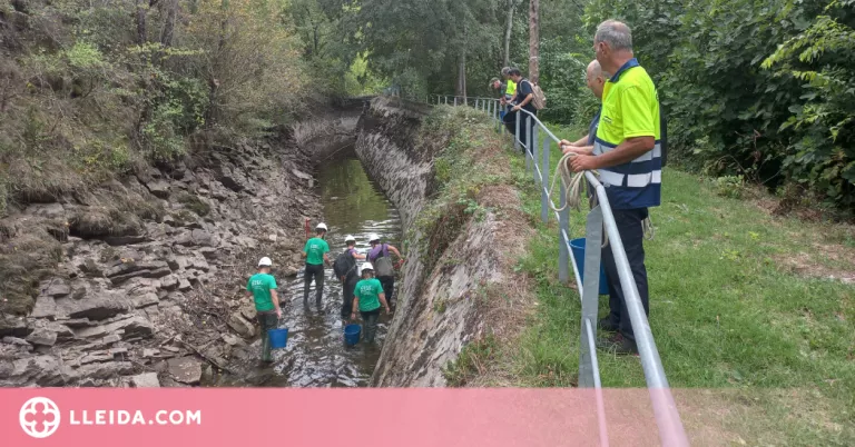Rescaten més de 6.500 truites i altres espècies al canal de la central hidroelèctrica de Sossís