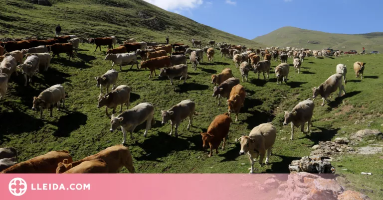⏯️ Una trentena de ramaders recullen les més de 1.200 vaques que han passat l'estiu a la muntanya