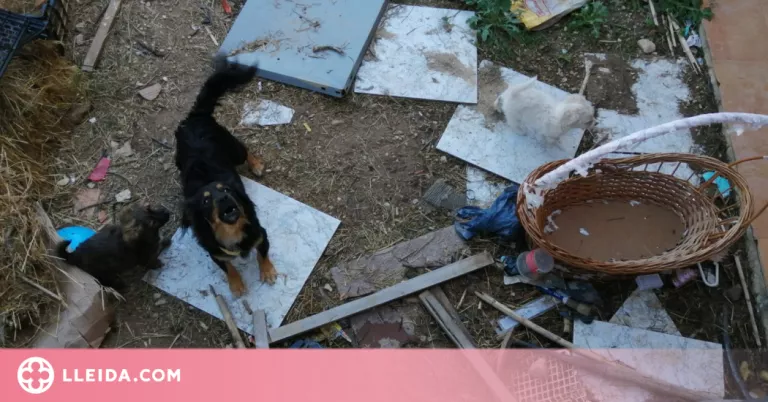 Investiguen una dona al Pla d'Urgell per maltractament d'animals