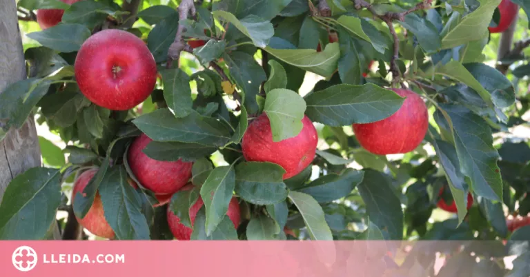 L'onada de calor a Europa avança la maduració i dificulta la grandària de les pomes