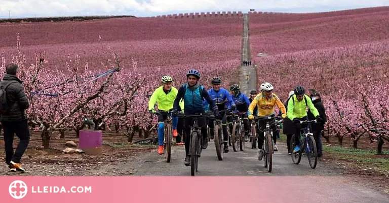 La campanya de la floració d'Aitona supera la barrera dels 20.000 visitants