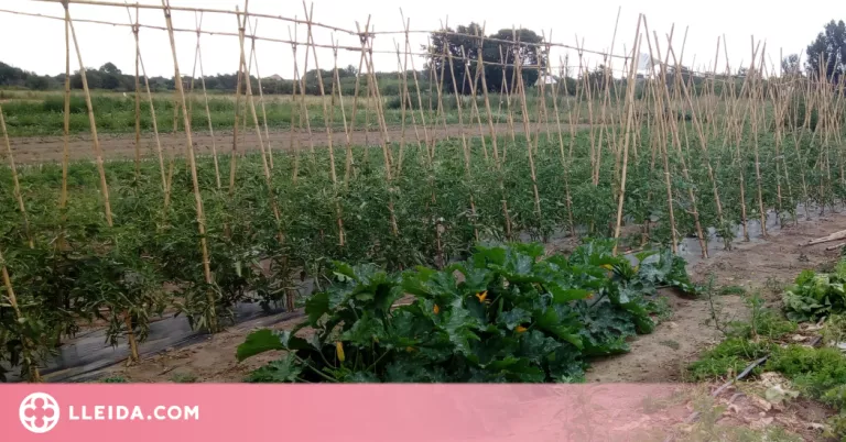 La Paeria obre la convocatòria per als projectes agraris del Viver d’Agricultors de Rufea