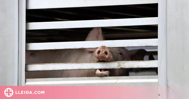 El govern espanyol aprova una nova mesura per garantir el benestar animal