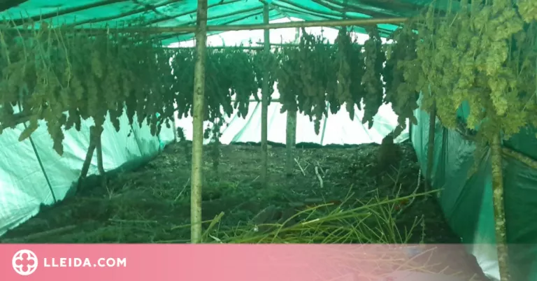 Detinguts sis homes que vivien en un campament en el bosc per cuidar una plantació de marihuana