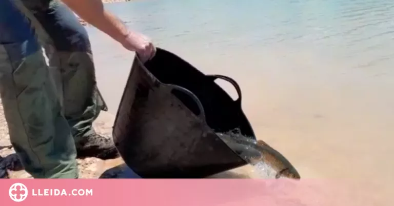 Alliberen 1.500 peixos autòctons per recuperar les poblacions i fomentar la pesca sostenible