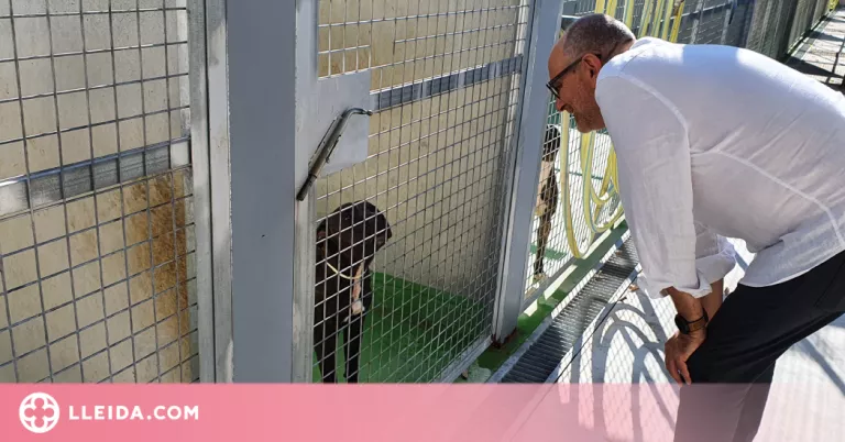 La Paeria fa una crida a promoure l’adopció de gats i gossos del Refugi dels Peluts