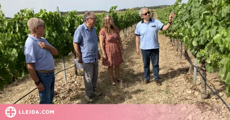 Trobada a Tàrrega per impulsar els nous conreus de vinya en regadiu